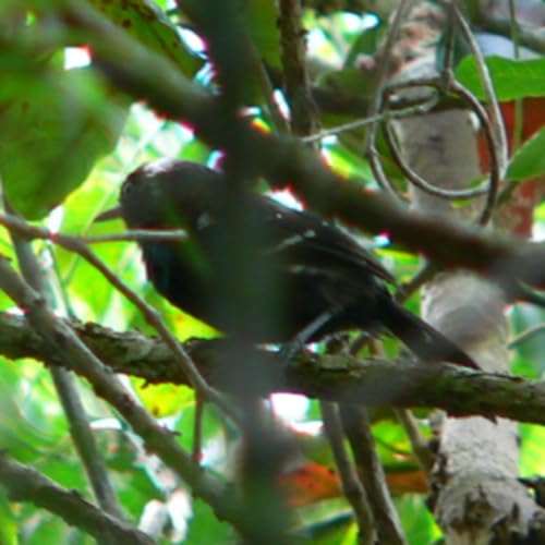 194 Araial do Cabo, Brazil - Search for Restinga Antwren