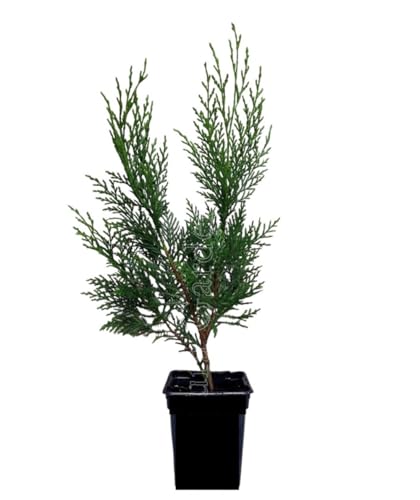 ¡¡¡ 10 Plantas !!! natural 20-30 cm, cipres Leylandii para setos, pantalla visual, cortavientos y como árbol ornamental. Segura Garden.