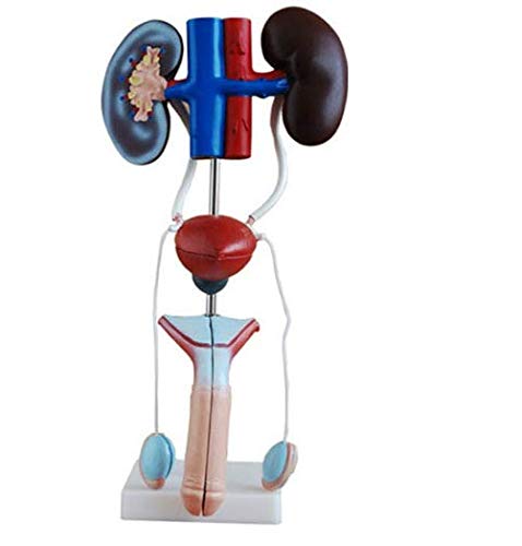 Male Urinary System Anatomical Model, 14 inch Tall,Features Kidneys, Bladder, Testicles, Phallus