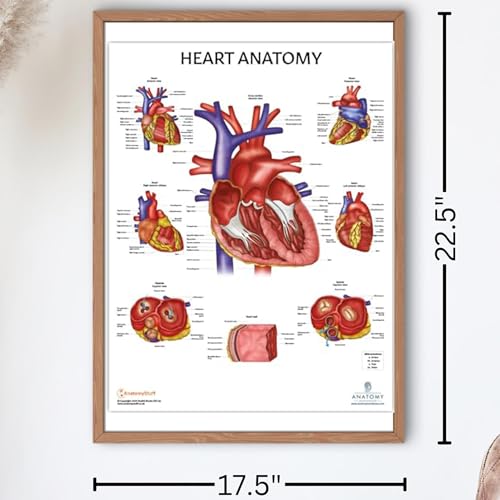 Image of Anatomy Lab 2 PACK Circulatory and Heart Anatomy Poster Set, LAMINATED, Anatomy and Physiology Poster, 17.3 x 22.5 Inches, Anatomical Chart, Body Poster | 2 PACK LAMINATED 17.3 x 22.5 Inches, Vascular System Diagram, Anatomical Chart