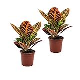 Crotón Petra Pack de 2 Plantas de Codiaeum Variegatum