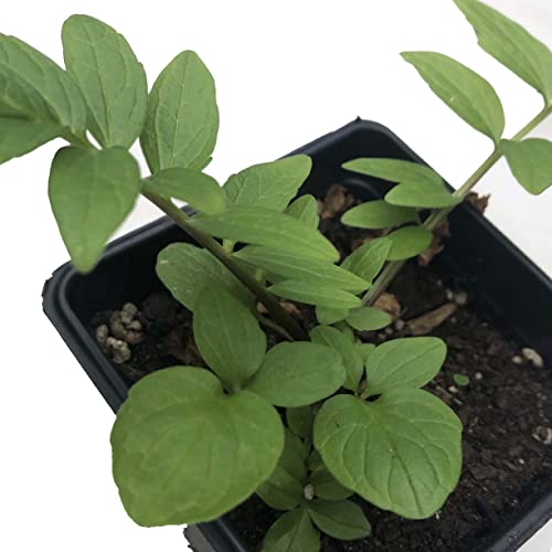 Valerian Herb Plant (Valeriana officinalis) Live Plant in 2.5-inch Pot - All-heal, Garden Heliotrope, Garden Valerian