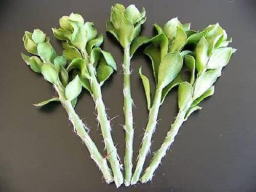 5X Pereskiopsis spathulata Grafting Stock Cactus graft Leaf Cacti 5 cuttings 4"