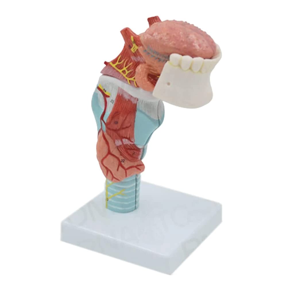 GTHTUHFD Skeleton Model Human Larynx Models Human Throat Model With Tongue And Throat Thyroid Anatomy Model For Teaching Learning Display