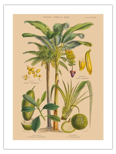 Plants as Food - Banana Palm Date Palm Jack Fruit Pandanus - Vintage Botanical Illustration by Walter Hood Fitch c.1872 - Fine Art Matte Paper Print (Unframed) 18x24in