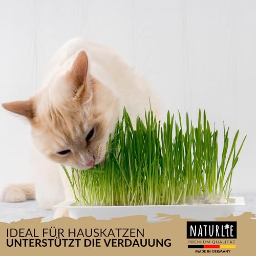 Naturlie XXL 200g Premium Katzengras Samen Set: Saatgut für 80 Töpfe fertiges Katzengras - Saatgut für eine sanfte/weiche Katzenwiese - Premium Saatgut für Deine Katze