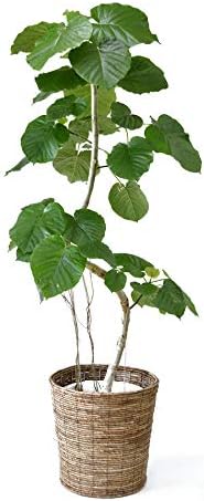 Amazon Co Jp 観葉植物 本物 フィカス ウンベラータ 曲がり幹 10号鉢 ブラウン鉢カバー付き Diy 工具 ガーデン