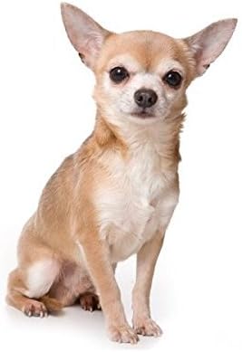 cupcake chihuahua