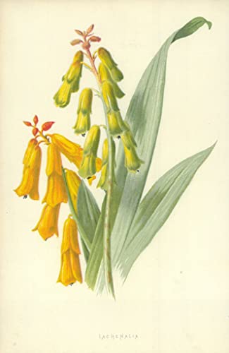 Tableau Lachenalia Frederick Edward Hulme cadeau ideal decoration interieure chic