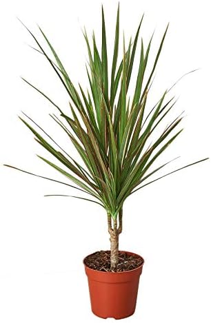 House Plant Shop | Dracaena 'Red Margined' - 4" Pot | Live Indoor Plant | Easy to Care | Natural Décor Plant | Great Gifts| Free Care Guide