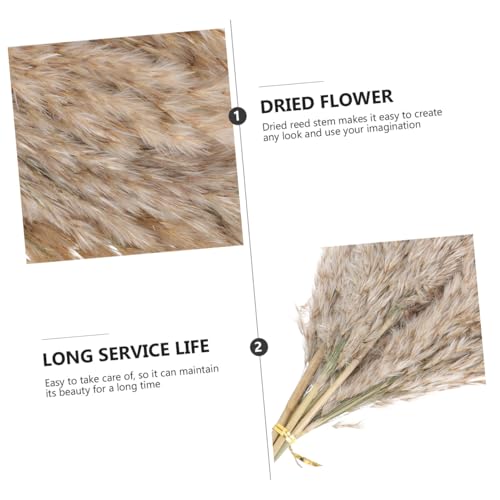 Ramo de Flores Secas Reed 15 piezas con Caja para Decoración miniatura 6
