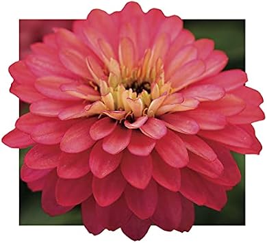 Park Seed Zinnia Seeds, Planting Flowers, Easy to Grow, Non-GMO, Perfect for Spring Garden, Double Zahara Salmon, Pack of 25