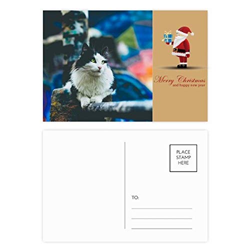 Cartes postales chat paresseux : lot papeterie chat, carte correspondance et décoration murale
