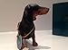 Lesser & Pavey - Perro Salchicha de pie (8 cm), Color Negro...