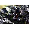 Black Pearl 5 Chilli Seeds