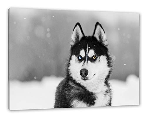 Pixxprint Husky mit unterschiedlichen Augenfarben B&W Detail, Größe: 60x40cm, Leinwandbild, fertig gespannt, Wandbild, Dekoration, Kunstdruck, kein Poster Pixxprint Husky mit unterschiedlichen Augenfarben B&W Detail, Größe: 60x40cm, Leinwandbild, fertig gespannt, Wandbild, Dekoration, Kunstdruck, kein Poster