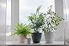 American Plant Exchange Parlor Palm – Live 6-Inch Potted Houseplant with Pot Cover, Easy-Care Air-Purifying Indoor Palm, Low-Light Tropical Plant for Home, Office, Bedroom & Indoor Décor #4