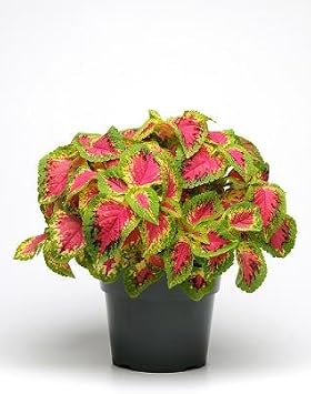 Hazzard's Greenhouse Coleus Sun Watermelon