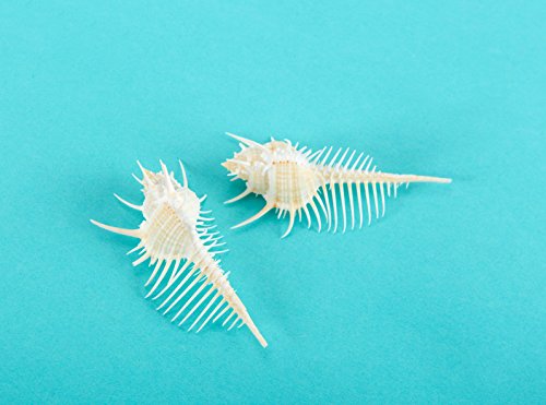 www.Beadingsupplys.com Murex Shells (2pcs) - Snipes Bill Murex Seashells - Seashells - Seashell Supply - Craft Seashells- Beach Wedding - Coastal Home Decor -Nautical