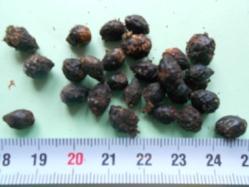 Siegellack - Palme - Rotstielpalme - 10 Samen Cyrtostachys renda - Rarität