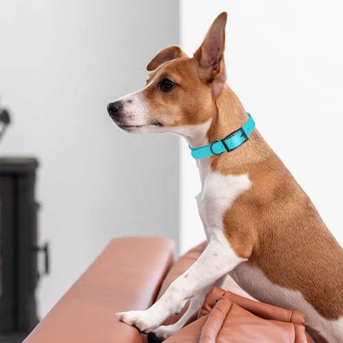 Image of Dogline Biothane Waterproof Dog Collar Strong Coated Nylon Webbing with Black Hardware Odor- Proof for Easy Care Easy to Clean High Performance Fits Small Medium or Large Dogs, Sky Blue