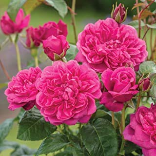 Delorea Flower Zone Live Climbing Rose Red Flower Plant with Pot (B093Y6XYL8) Amazon Price History, Amazon Price Tracker