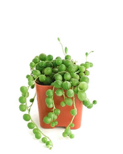 Succulent Planter Pots Shop Succulents String of Pearls Succulent Pack - Live 2' Senecio Rowleyanus Plants, Unique Trailing...