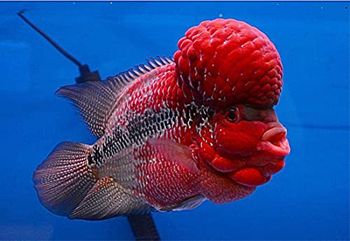 Okiko OKIKO.RED-M500 Flowerhorn Fish Food Floating Pellets Medium 2 Mm Head Up Quickly Huncher Formula High Protein Tropical Fish Feed Astaxanthin Plus Color Enhancing Healthy Fast Growth thumb #6