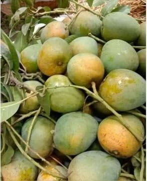 See full amazon price history chart for Himsagar Mango Plant, 2-3 Feet, Grafted, Hybrid 1, Healthy Live Plant for Home Garden, Fruit After 2-3 Years Himsagar Mango Plant, 2-3 Feet, Grafted, Hybrid 1, Healthy Live Plant for Home Garden, Fruit After 2-3 Years (B0CZJX694H) Amazon Price History, Amazon Price Tracker