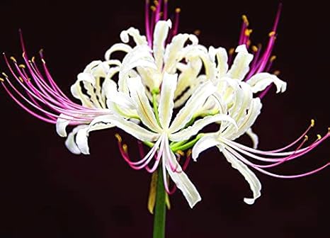 Amazon Co Jp Alasines ヒガンバナの球根 自然の美 彼岸花球根 魅力的な風景 自然の美 4 球根 白い Diy 工具 ガーデン