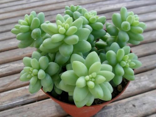 Image of Bigreen Live Hanging Plant | Sedum Morganianum (Donkey Tail) Succulent with Pot | Beautiful Trailing Plant for Home & Garden | Low Maintenance Hanging Plant for Home, Office, Garden