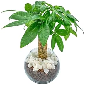 Amazon.co.jp: 観葉植物 - 花・観葉植物: ホーム＆キッチン