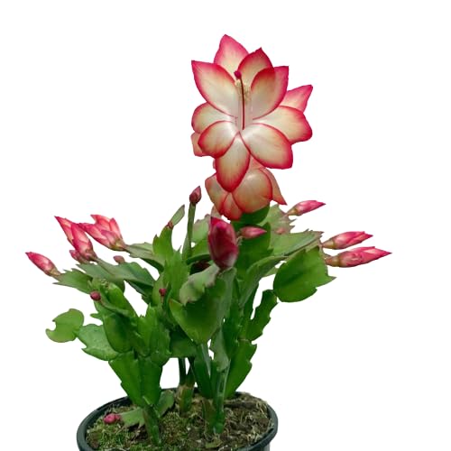 Schlumbergera Cactus de Invierno Natural y Resistente