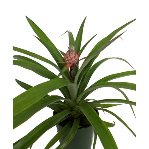 Fruiting Pineapple Plant - Ananas comosus - Great Indoors/Out - 5' Pot