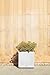 Veradek Block Series Cube Plastic Planter - Large Square Planter for Indoor or Outdoor Patio/Garden | Durable All-Weather Use with Drainage Holes | Modern Décor for Tall Plants, Trees, Flowers