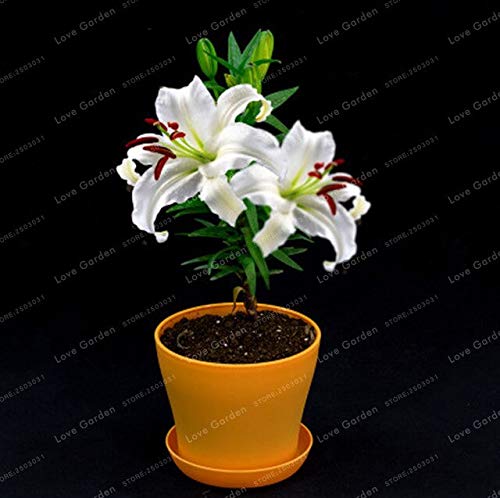 70 Seeds Flowers Perfume Lily Seeds Balcony Seeds For Garden Home Four Seasons Seeds Easy To Grow (B083S87K33) Amazon Price History, Amazon Price Tracker