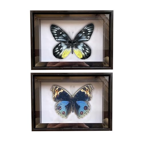 CXUEMH 2 Pcs Framed Butterfly Real Butterfly Specimens Taxidermy Butterfly in Frame Insect Collection Home & Office Desktop Decor Craft Gift for Men Women (Black P)