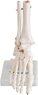 Anatomy Model Skeleton Model Human Organ Model Life Size Foot and Ankle Model Anatomical Foot Model Skeleton Bones Human Skeleton Model for Education Tool