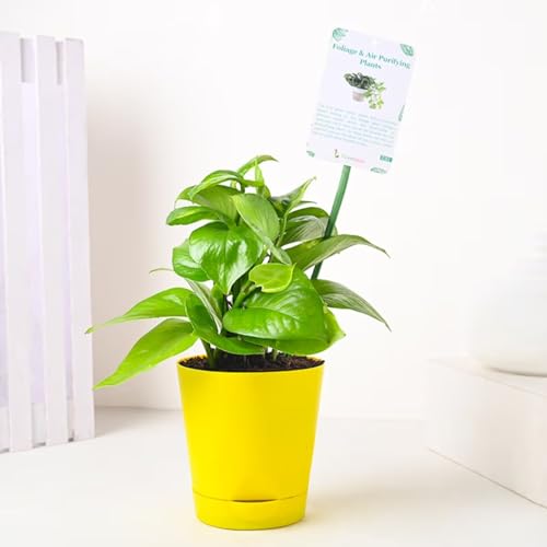 Image of FlowerAura Decorative Air Purifying Good Luck Money Live Indoor Plant In Self Watering Plastic Pot Vase For Living Room, Table Decor, Balcony, Bedroom, Office /Home Decoration (Same Day Delivery)