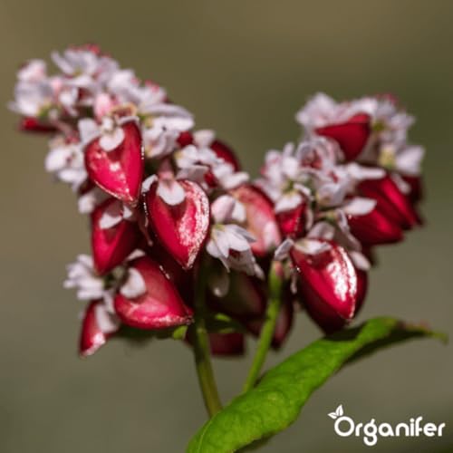 Engrais Vert - Mélange De Graines 10 Variétés - 5kg = 800m2 – vue 5