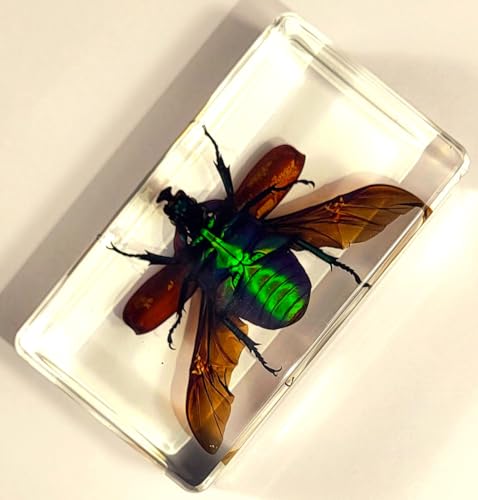Image of 73mm Large Real Unicorn Green Chafer Beetle w /Open Wings in Crystal Clear Lucite Resin Crafts Specimen Preserved Insect Bug Taxidermy Collection for Biology Science Education & Desk Ornament Display