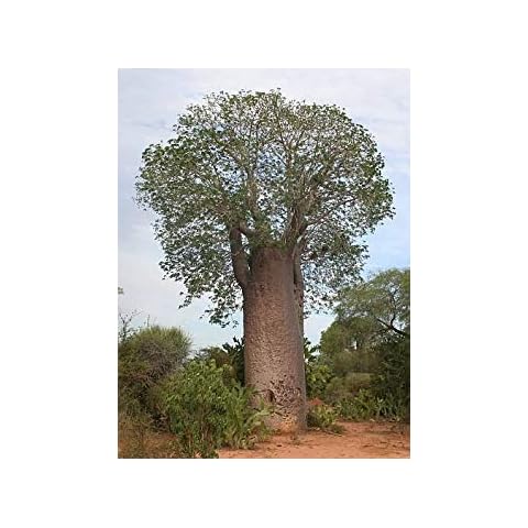 Petsdelite ® 10 Seeds Adansonia Za Za Baobab Seed Cover