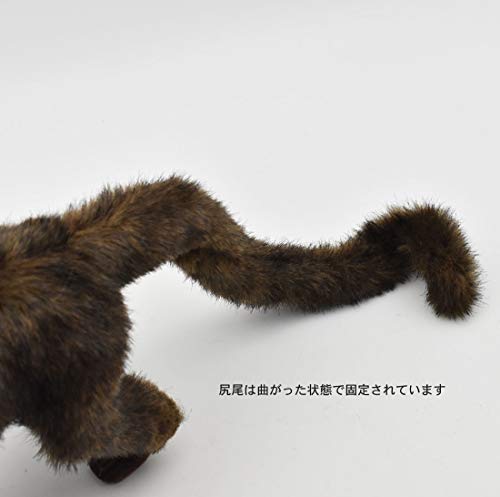 hansa capuchin monkey