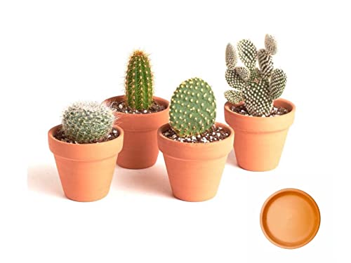 Dipamkar ∅7cm Set of 10 Terracotta Effect Plant Pots Small Craft Nursery Succulent Planters With Drainage & Saurce Tray DIY Home Wedding Ornament Decor (Small, Brown)