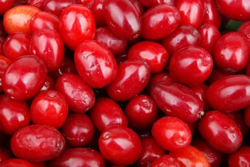 10 Dogwood Seeds, Cornelian Cherry (Cornus mas) Tree Seeds for Planting, Asiatic Dogwood, Early Yellow Flowers, Edible Red Fruit, Hardy Ornamental Tree for Home Orchard