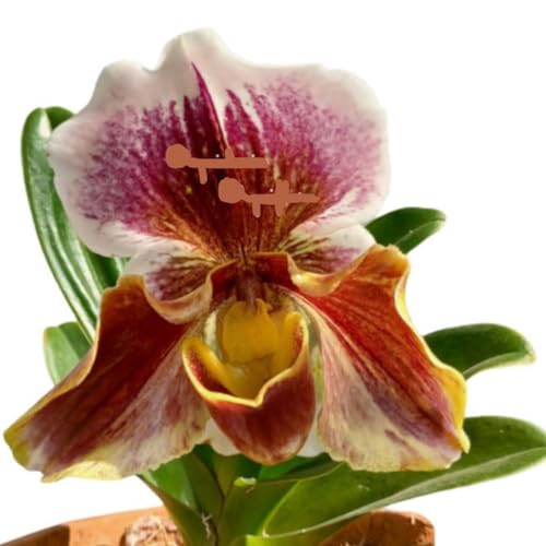 Orquídea Sapatinho Paphiopedilum Big Brown Planta Adulta Rara Exó...