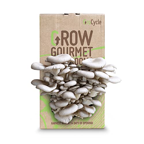 GroCycle Oyster Mushroom Growing Kit | Mushroom Grow Kit | Gardening Gifts for Women Men & Kids | Grow Your Own Kits | Fun to Grow & Delicious to Eat | Oyster Mushroom Grow Kit | Mushroom Gifts