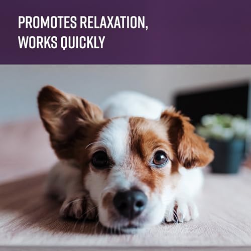 Image of Sentry Behavior Portable Calming Diffuser for Dogs, Reduces Stress and Bad Behavior with Calming Pheromones, Easy-to-use Portable Design, 30 Day Release (Pack of 2)
