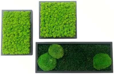 Quadro vegetale con muschio piatto, piante naturali stabilizzate, zero manutenzione...