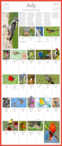 Audubon Songbirds and Other Backyard Birds Picture-A-Day(r) Wall Calendar 2025 - Image 5